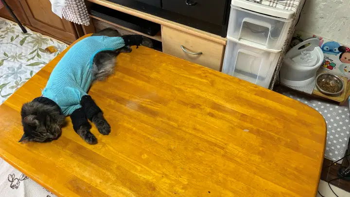 いくら暑いの平気だからって!室温38℃の部屋で平気で寝てるトラちゃん!