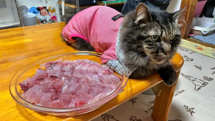 猫大好物 マグロがやって来た! このままじゃ食べれないよー!?