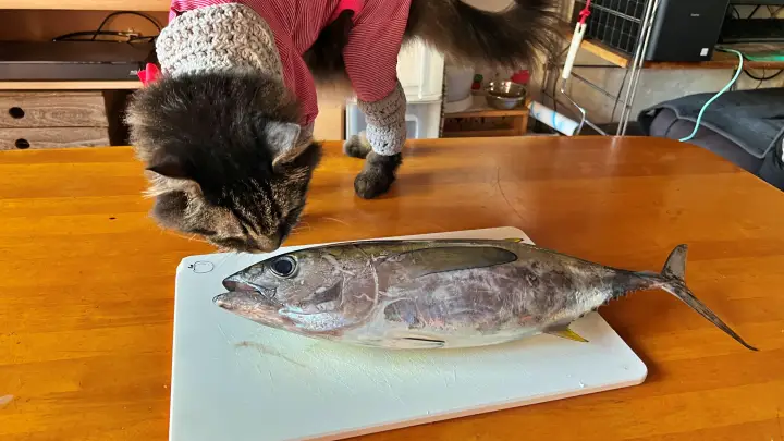 猫大好物 マグロがやって来た! このままじゃ食べれないよー!?
