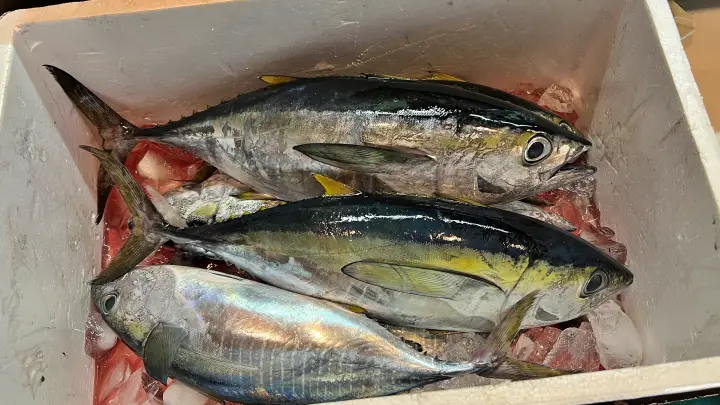 猫大好物 マグロがやって来た! このままじゃ食べれないよー!?