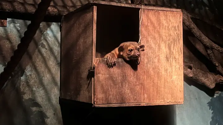 のいち動物園 大人気 夜のイベント のいちdeナイトへ行ってみました。