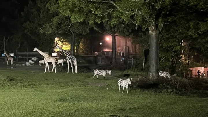 のいち動物園 大人気 夜のイベント のいちdeナイトへ行ってみました。