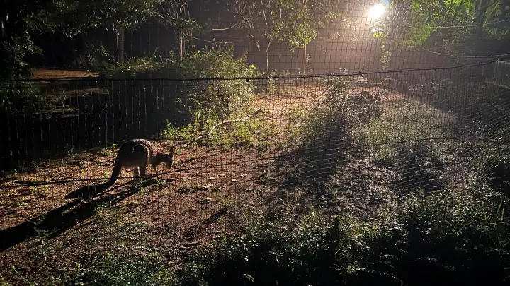 のいち動物園 大人気 夜のイベント のいちdeナイトへ行ってみました。