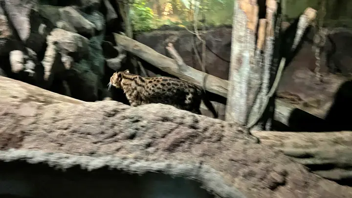 のいち動物園 大人気 夜のイベント のいちdeナイトへ行ってみました。
