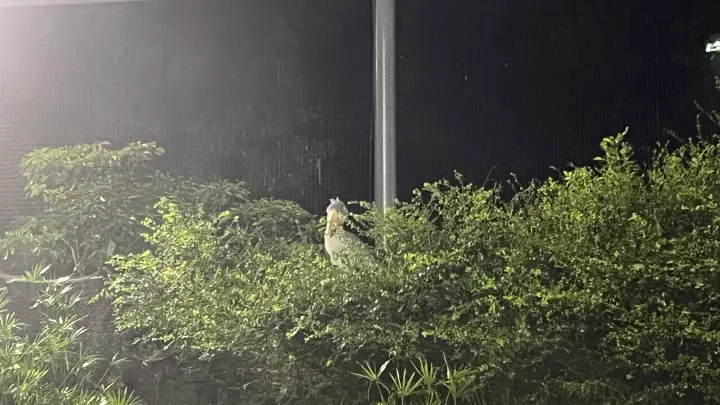 のいち動物園 大人気 夜のイベント のいちdeナイトへ行ってみました。