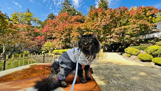 大窪寺の紅葉を背景にたたずむ愛猫トラちゃん