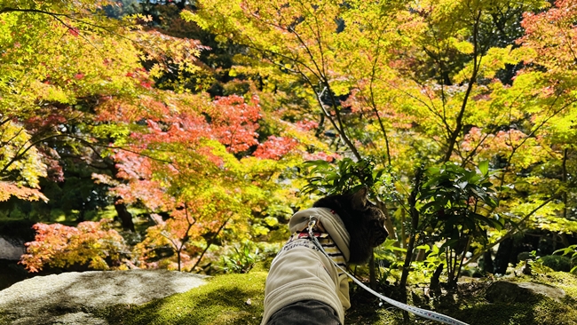 大窪寺の紅葉の中で写真を撮る愛猫トラちゃん