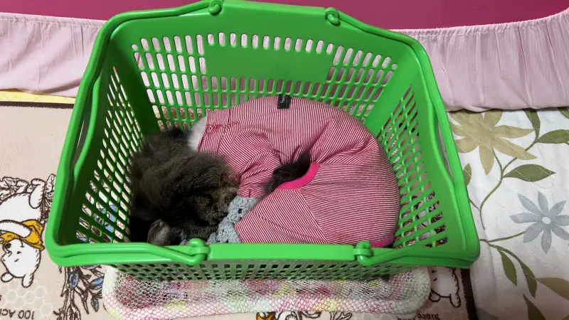 先日のカゴはすっかりお気に入りの場所になりました 気が済むまでお過ごしください。