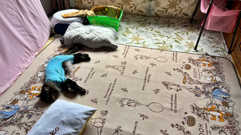 カゴ!続編!! しつけを守るトラちゃんはお利口さん