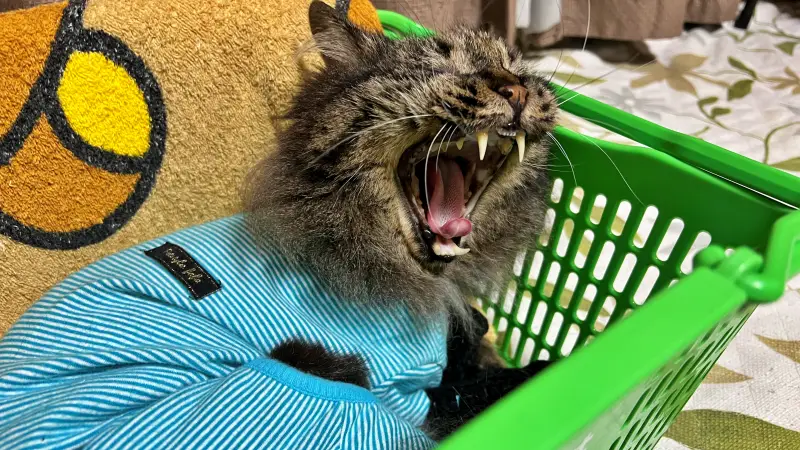 カゴ!続編!! しつけを守るトラちゃんはお利口さん