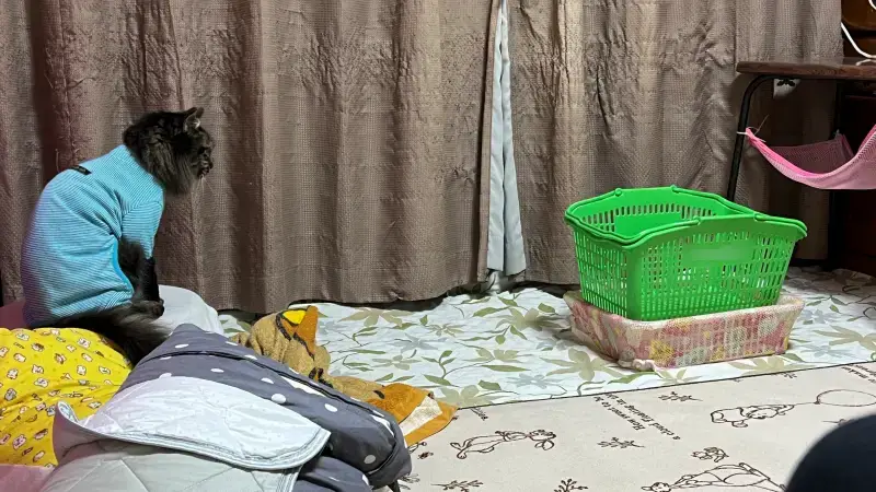 トラちゃんが好みなカゴ けど入っちゃダメ!って言われてるしな~
