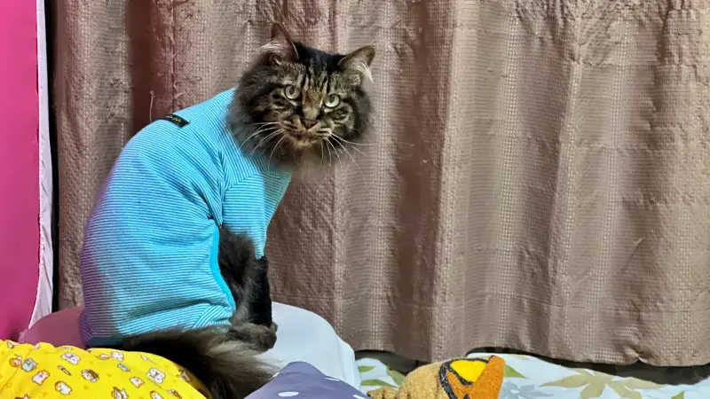 トラちゃんが好みなカゴ けど入っちゃダメ!って言われてるしな~
