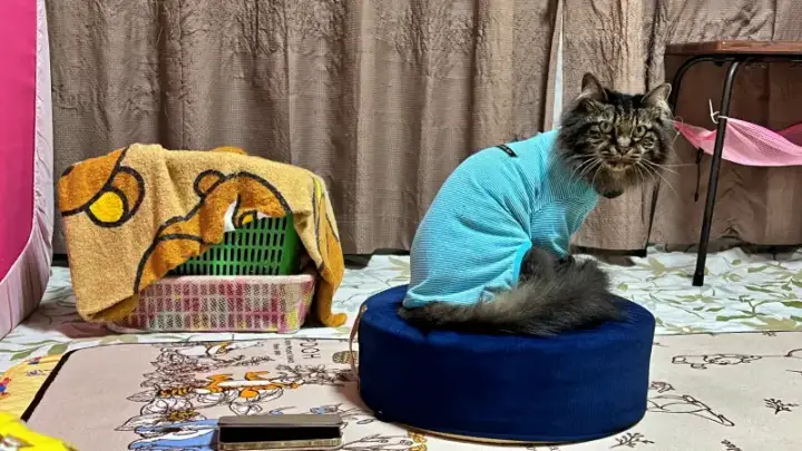 飼い主の膝元でくつろぎます。 猫を飼う人には至福の季節がもうすぐそこ!