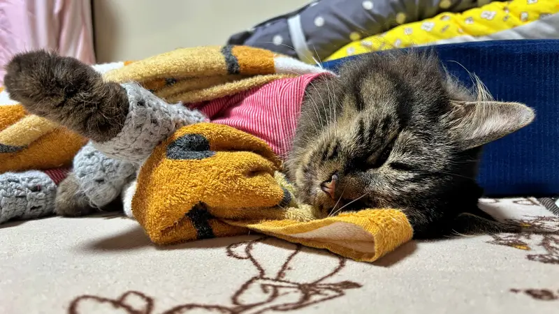 たまごが安く買えたから煮卵作ろう トラちゃんは寝て待ちます！