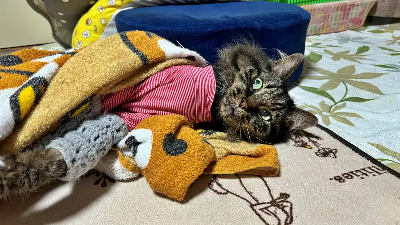 たまごが安く買えたから煮卵作ろう トラちゃんは寝て待ちます！