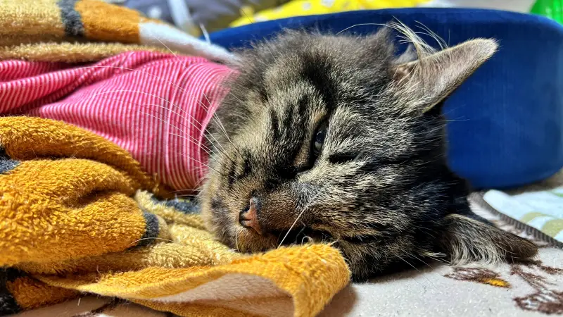 たまごが安く買えたから煮卵作ろう トラちゃんは寝て待ちます！