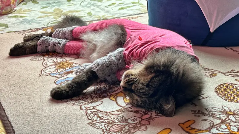 たまごが安く買えたから煮卵作ろう トラちゃんは寝て待ちます！