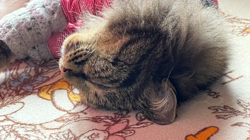 たまごが安く買えたから煮卵作ろう トラちゃんは寝て待ちます！