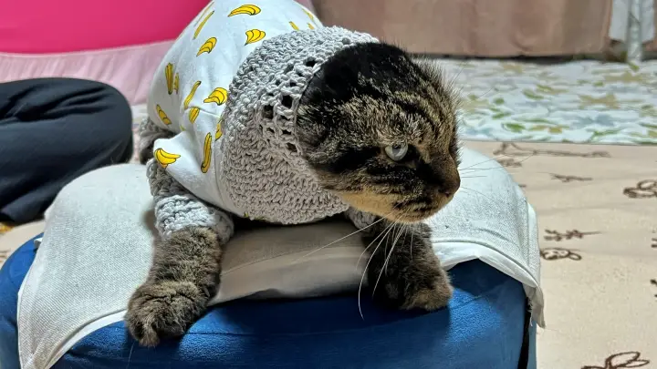 お勉強を邪魔するトラちゃん 猫あるある炸裂 おねえちゃんは絶対