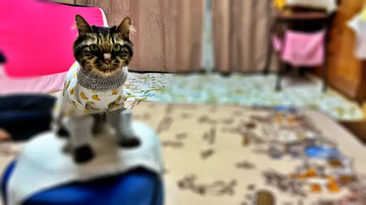 お勉強を邪魔するトラちゃん 猫あるある炸裂 おねえちゃんは絶対