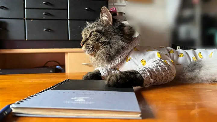 お勉強を邪魔するトラちゃん 猫あるある炸裂 おねえちゃんは絶対