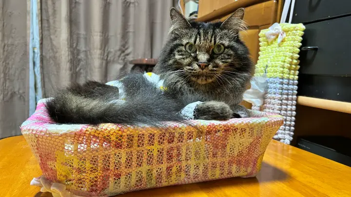 猫用ハンモックが秋でも大活躍 お手製でお安くお手軽です。