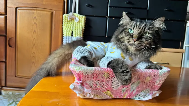 猫用ハンモックが秋でも大活躍 お手製でお安くお手軽です。