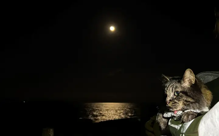 桂浜で中秋の名月を楽しむ トラちゃんと一緒に秋のおでかけ