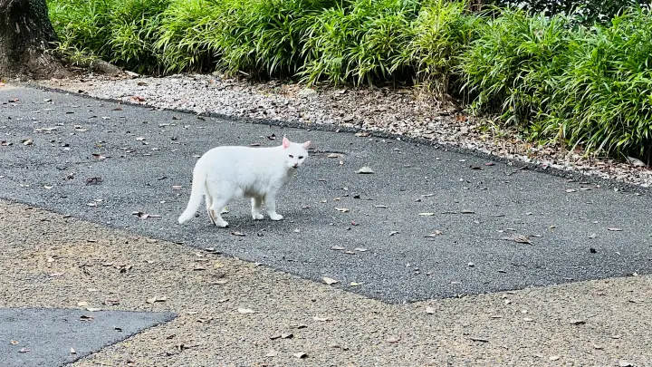 高知城は外人さんで大賑わい 豪華クルーズ客船が来ると田舎に人いっぱい！