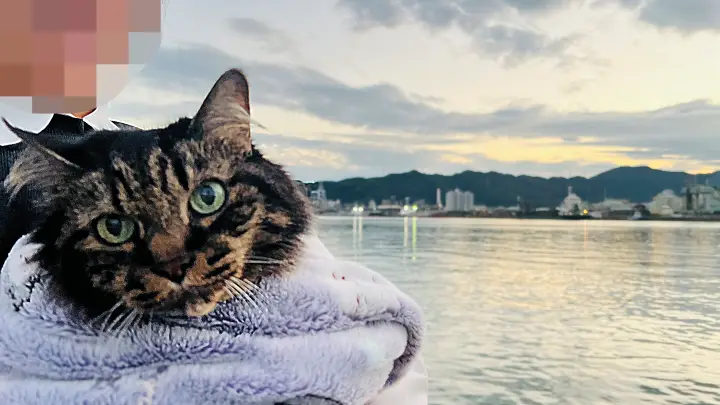 レモン彗星 トラちゃんと一緒にお星さま探しに行ってみた!