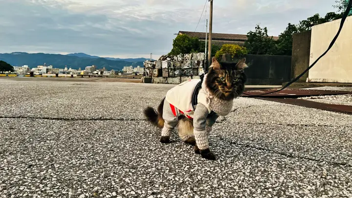 レモン彗星 トラちゃんと一緒にお星さま探しに行ってみた!