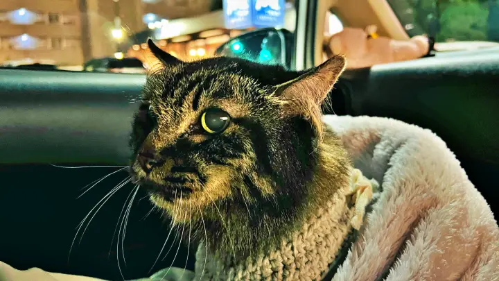 レモン彗星 トラちゃんと一緒にお星さま探しに行ってみた!