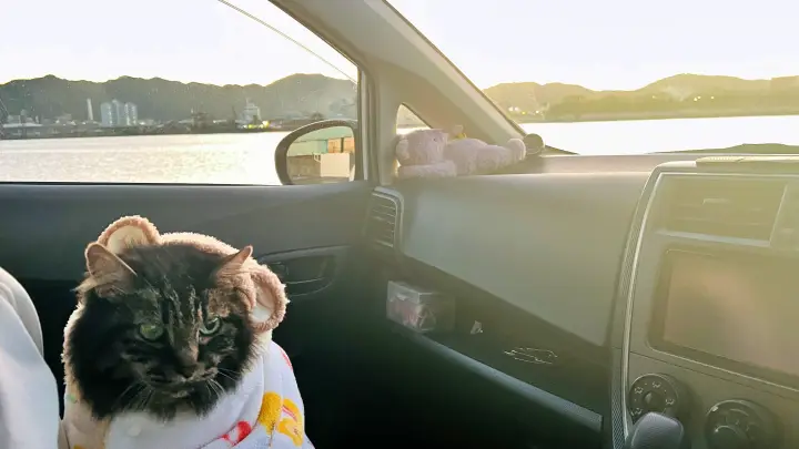 レモン彗星 トラちゃんと一緒にお星さま探しに行ってみた!