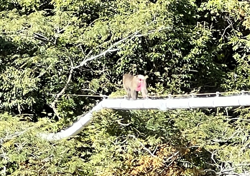 べふ峡の帰り道に遭遇した野生の猿が走り去る様子