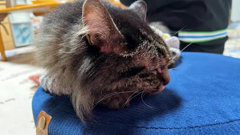 愛猫と1日中一緒にゴロゴロ 何でもないそんな日が幸せすぎる