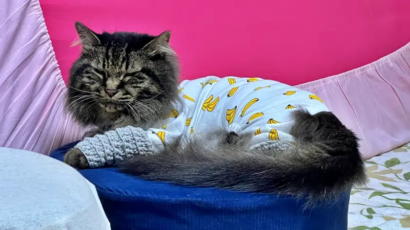 愛猫と1日中一緒にゴロゴロ 何でもないそんな日が幸せすぎる