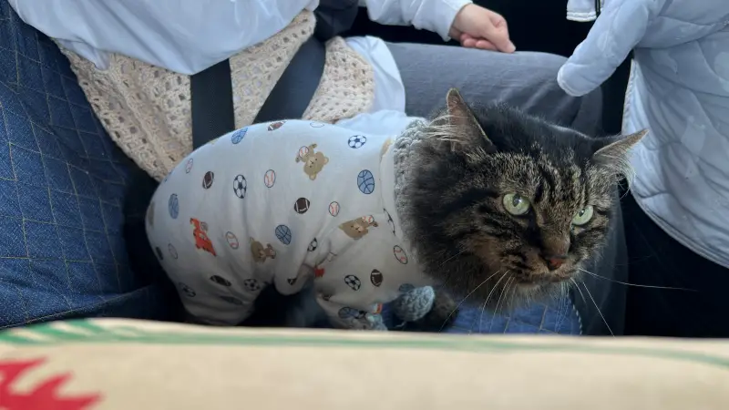 穴内川ダムカードがトラちゃんに届きました!