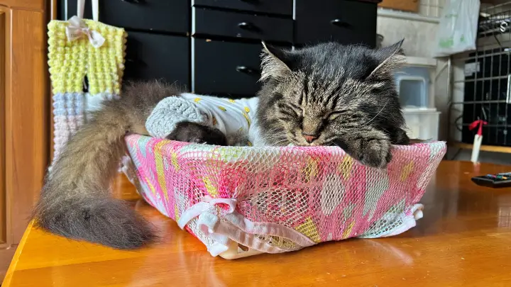 トラちゃんのナイスタイミングな鳴き声で和んだ 朝晩肌寒いけど昼間は心地よくハンモックで寝る