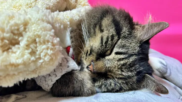 トラちゃんのナイスタイミングな鳴き声で和んだ 朝晩肌寒いけど昼間は心地よくハンモックで寝る