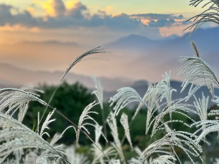 レモン彗星を探せ！ ゆとりすとパークで天体観測 トラちゃんはお散歩