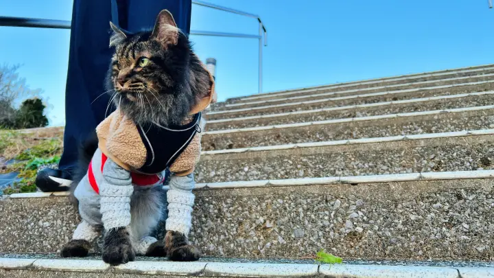 レモン彗星を探せ！ ゆとりすとパークで天体観測 トラちゃんはお散歩