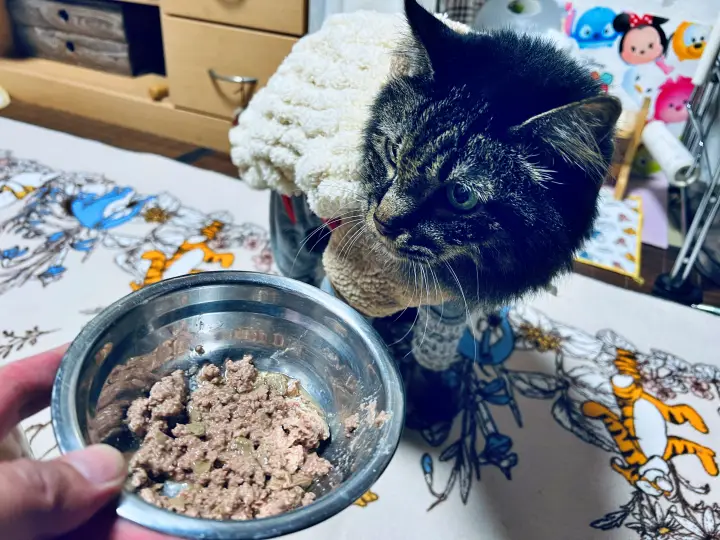 レモン彗星を探せ！ ゆとりすとパークで天体観測 トラちゃんはお散歩