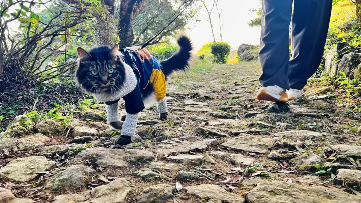 五台山展望台 高知市が一望できる新施設「ソラミアン」が出来るそうです。