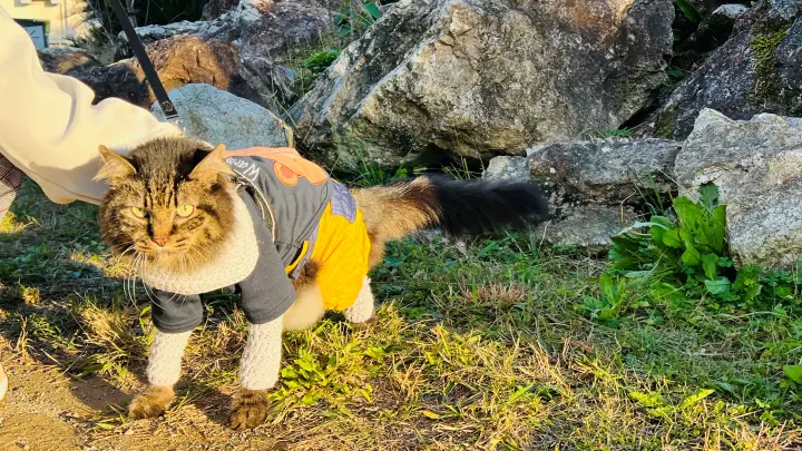 五台山展望台 高知市が一望できる新施設「ソラミアン」が出来るそうです。