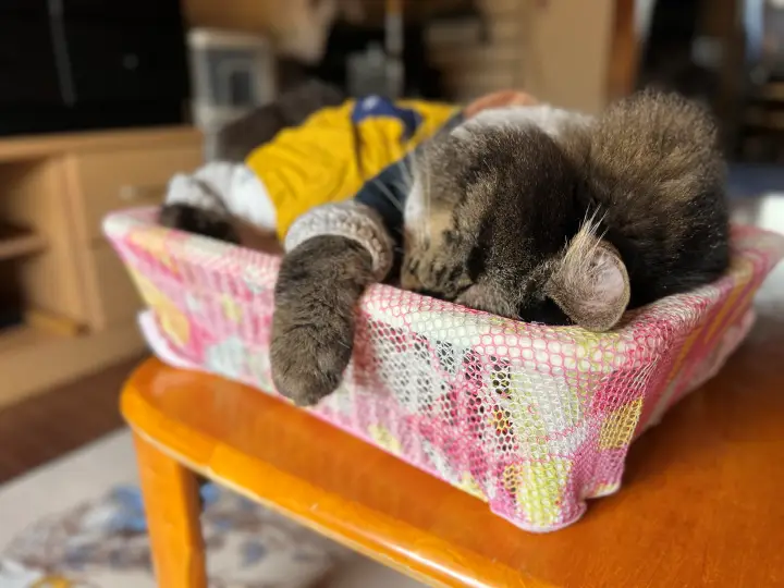 トラちゃん ぽかぽか陽気で寝れるのも今日までかも？ 寒くなるってよ！