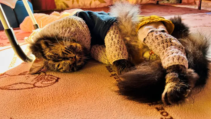 トラちゃん ぽかぽか陽気で寝れるのも今日までかも？ 寒くなるってよ！