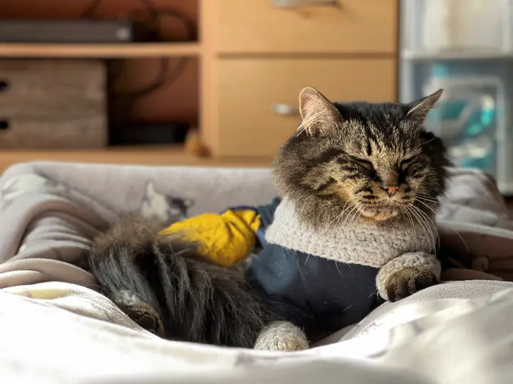 今季初の寒い日のトラちゃん 母なる太陽と飼い主の足元は温かい！