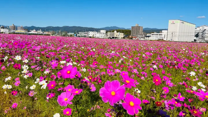 高知市 高須 コスモス畑で癒やしのひととき トラちゃんと秋の絶景を散歩
