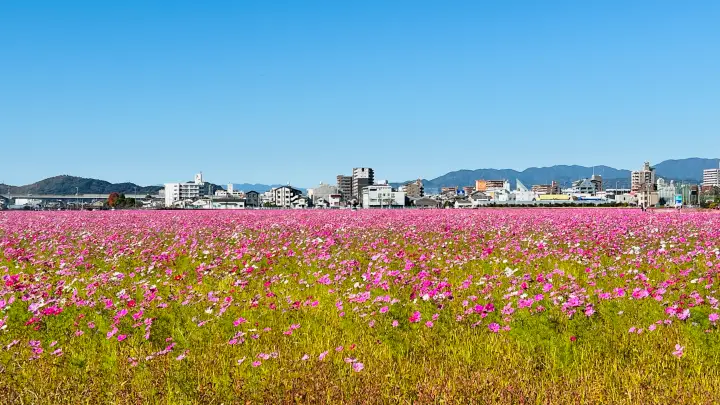 高知市 高須 コスモス畑で癒やしのひととき トラちゃんと秋の絶景を散歩