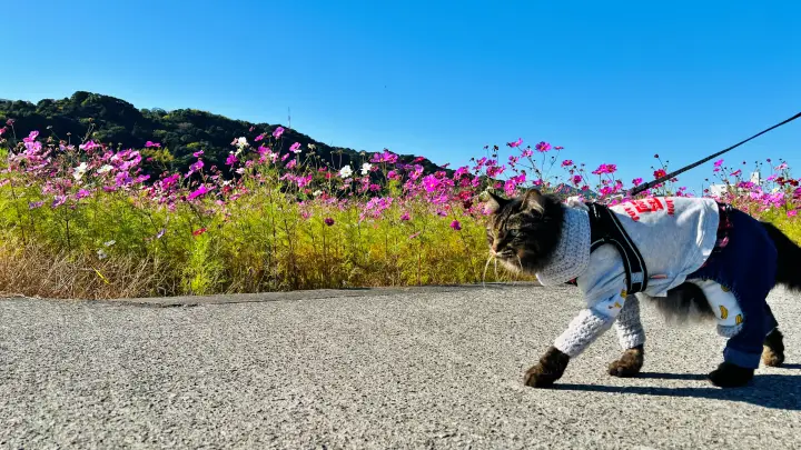 高知市 高須 コスモス畑で癒やしのひととき トラちゃんと秋の絶景を散歩